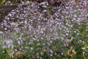 Kesäharso 'Rosea'