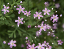 Kesäharso 'Rosea'