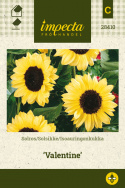 Isoauringonkukka 'Valentine'