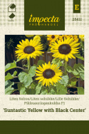 Pikkuauringonkukka F1 'Suntastic Yellow with Black Center'