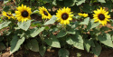 Pikkuauringonkukka F1 'Suntastic Yellow with Black Center'