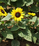 Pikkuauringonkukka F1 'Suntastic Yellow with Black Center'