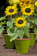 Pikkuauringonkukka F1 'Suntastic Yellow with Black Center'
