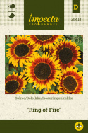 Isoauringonkukka 'Ring Of Fire'