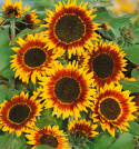 Isoauringonkukka 'Ring Of Fire'