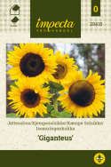 Isoauringonkukka 'Giganteus'