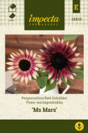 Puna-auringonkukka 'Ms Mars'
