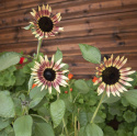 Puna-auringonkukka 'Ms Mars'