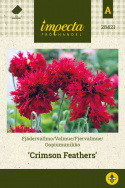 Oopiumunikko 'Crimson Feathers'