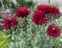 Oopiumunikko 'Crimson Feathers'
