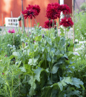 Oopiumunikko 'Crimson Feathers'