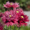 Oopiumunikko 'Rose Feathers'
