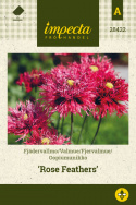 Oopiumunikko 'Rose Feathers'