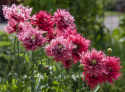 Oopiumunikko 'Rose Feathers'
