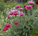 Oopiumunikko 'Rose Feathers'