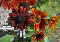 Puna-auringonkukka F1 'Claret'