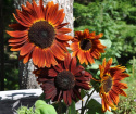 Puna-auringonkukka F1 'Claret'