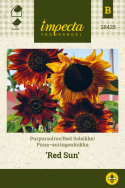 Puna-auringonkukka 'Red Sun'