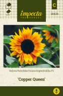 Auringonkukka F1 'Copper Queen'