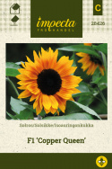 Auringonkukka F1 'Copper Queen'
