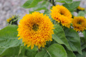 Isoauringonkukka 'Teddy Bear'