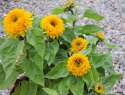 Isoauringonkukka 'Teddy Bear'