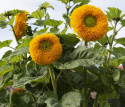Auringonkukka 'Orange Sun'