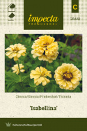 Isotsinnia 'Isabella'