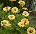 Isotsinnia 'Isabella'