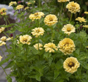 Isotsinnia 'Isabella'