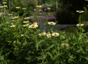 Isotsinnia 'Isabella'