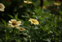 Isotsinnia 'Isabella'