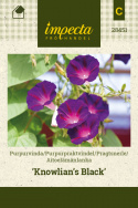 Aitoelämänlanka 'Knowlian's Black'