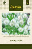 Jänönhäntä 'Bunny Tails'