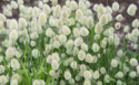 Jänönhäntä 'Bunny Tails'