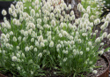 Jänönhäntä 'Bunny Tails'