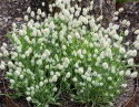 Jänönhäntä 'Bunny Tails'