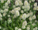 Jänönhäntä 'Bunny Tails'