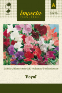 Tuoksuherne 'Royal'