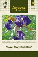 Tuoksuherne 'Royal Navy Dark Blue'
