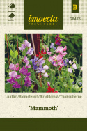 Tuoksuherne 'Mammoth'