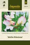 Tuoksuherne 'Mollie Rilestone'