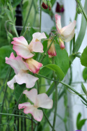 Tuoksuherne 'Mollie Rilestone'