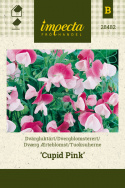 Tuoksuherne 'Cupid Pink'