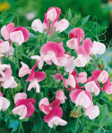 Tuoksuherne 'Cupid Pink'