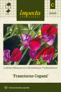 Tuoksuherne 'Franciscus Cupani'
