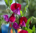 Tuoksuherne 'Franciscus Cupani'