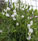 Tuoksuherne 'Spencer Swan Lake'