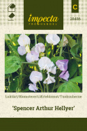 Tuoksuherne 'Spencer Arthur Hellyer'
