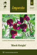 Tuoksuherne 'Black Knight'